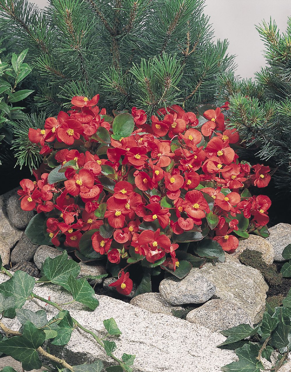 B. ‘Olympia Red’